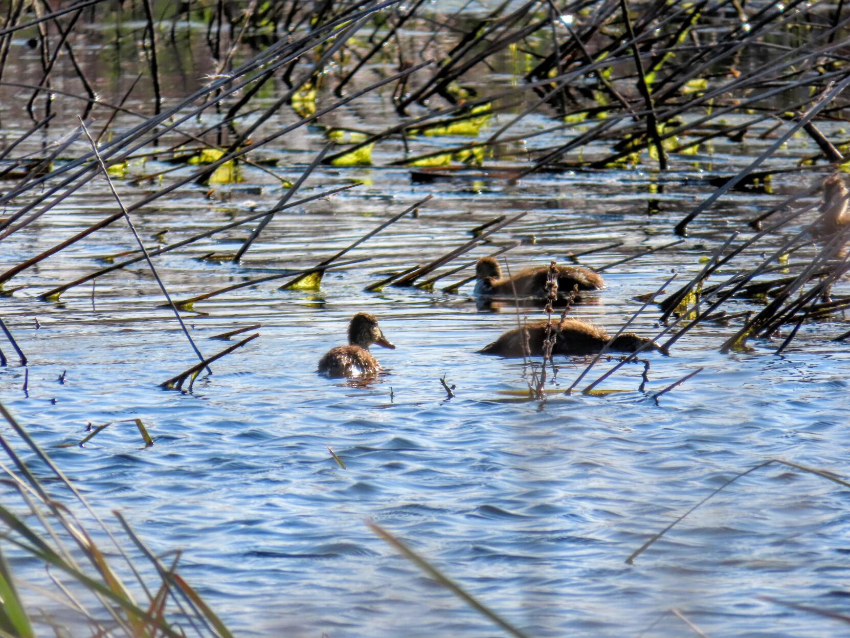 Botulism outbreak kills 80,000 waterfowl and counting in Klamath Basin, volunteers aim to support populations with 'bird hospitals